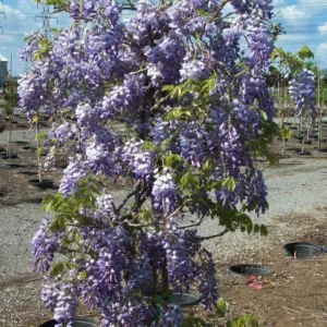 Wisteria 'Southern Belle' G5