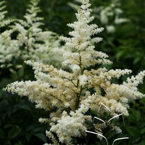 Astilbe 'Bridal Veil'