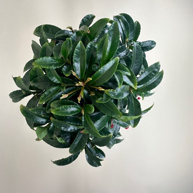Christmas Ardisia - Image 4