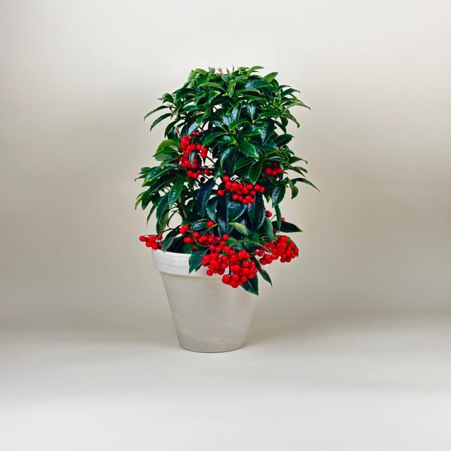 Christmas Ardisia