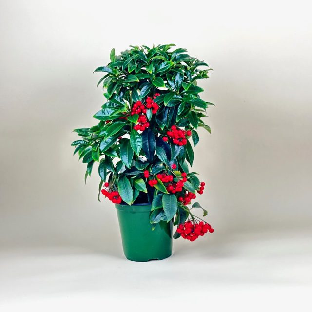 Christmas Ardisia - Image 3