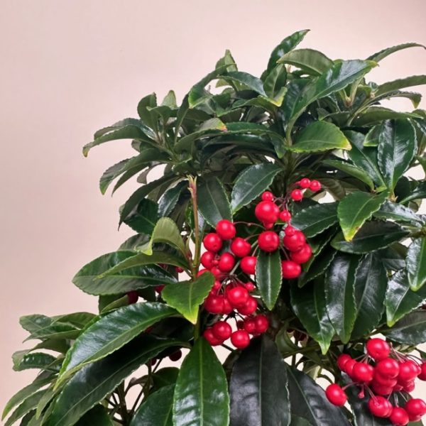 Christmas Ardisia - Image 2