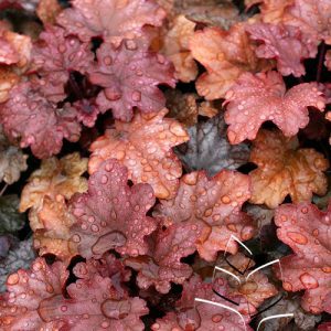 Coral Bells 'Peach Flambe'
