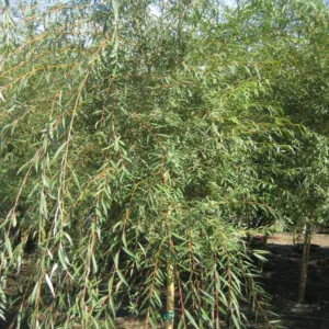 Willow, Golden Weeping 'Tristis' G7