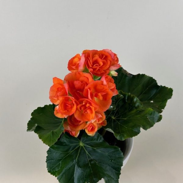 Begonia, Rieger - Image 4