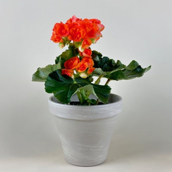 Begonia, Rieger