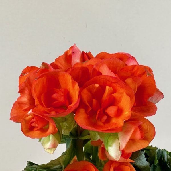 Begonia, Rieger - Image 2