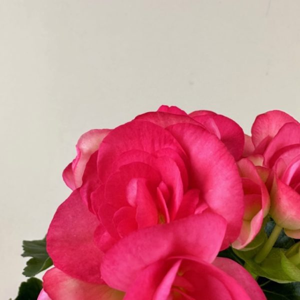 Begonia, Rieger - Image 6