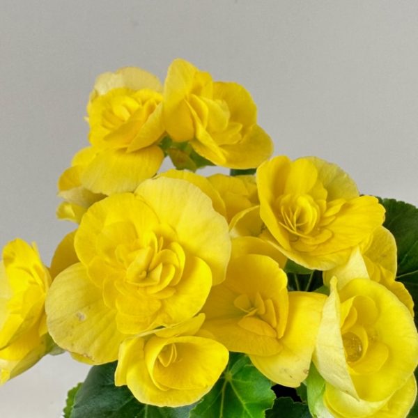 Begonia, Rieger - Image 5