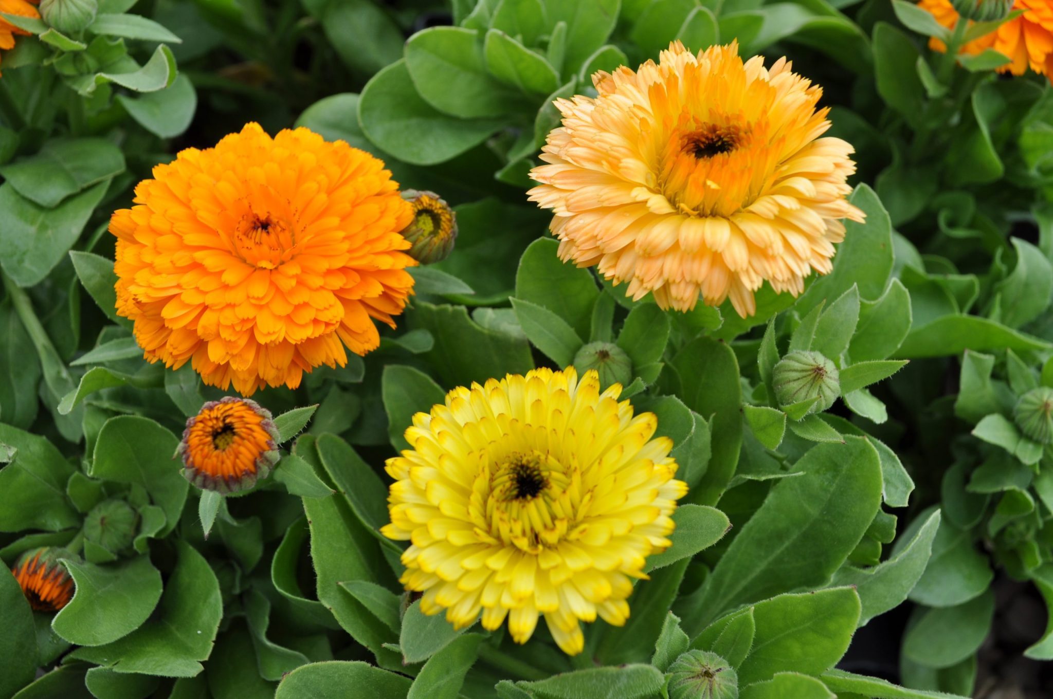 Calendula Bon Bon Mix – Uncle John's Home & Garden