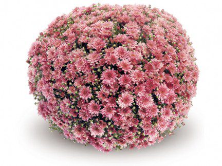 Mums - 10" Terra Pot - Image 2