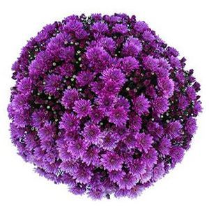 Mums - 10" Terra Pot - Image 3