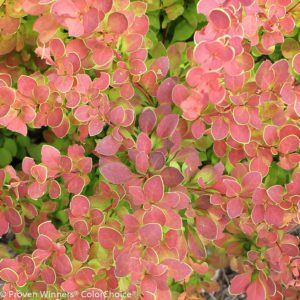 Barberry 'Orange Pillar'