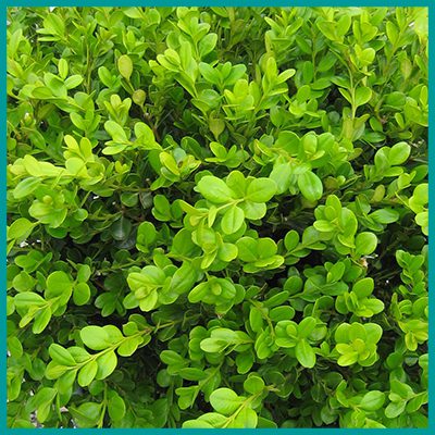 Evergreen – Uncle John's Home & Garden