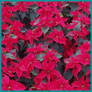 Christmas Plants