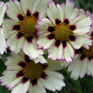 Tickseed 'Star Cluster'