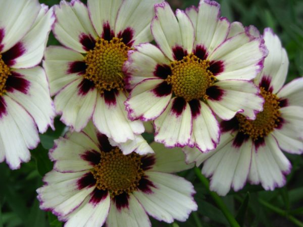 Tickseed 'Star Cluster'