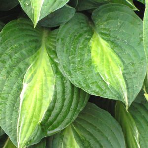 Hosta 'Striptease'