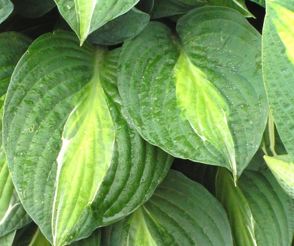 Hosta 'Striptease'