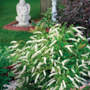 Sweetspire 'Little Henry'