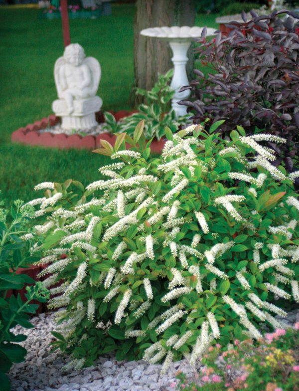 Sweetspire 'Little Henry'