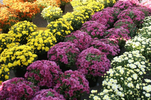 Mums (Hardy) - 8" Pot