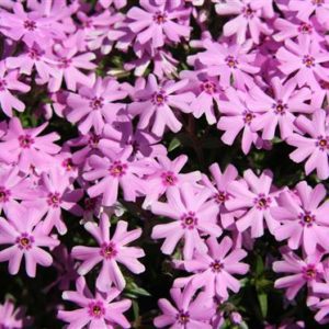Phlox, Creeping 'Fort Hill'