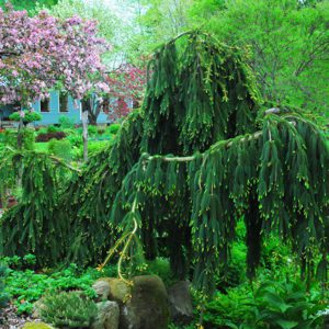 Spruce, Weeping Norway 'Pendula'