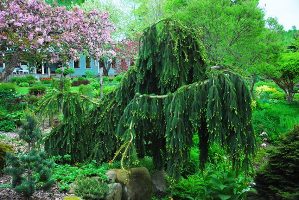 Spruce, Weeping Norway 'Pendula'