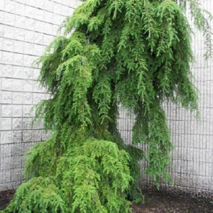 Hemlock, Weeping Canadian 'Pendula'