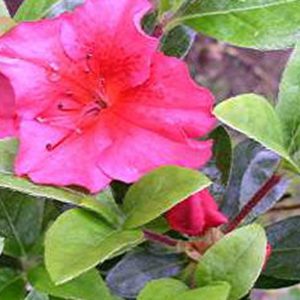Azalea Evergreen 'Scarlet'