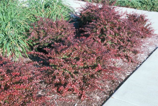 Barberry 'Crimson Pygmy'