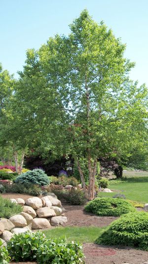 Ashland® Natural River Birch