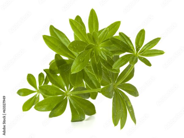 Sweet Woodruff