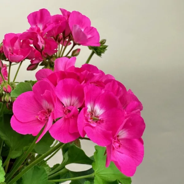 Geranium Hanging Basket - Image 2