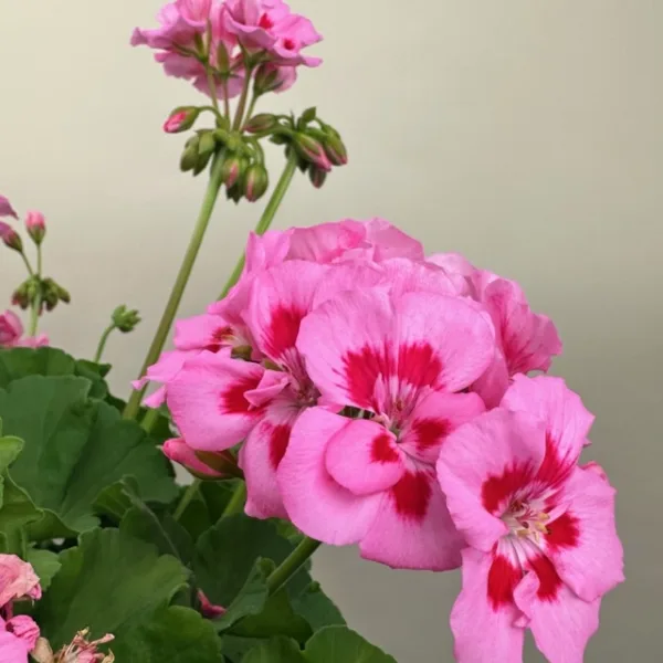 Geranium Hanging Basket - Image 3