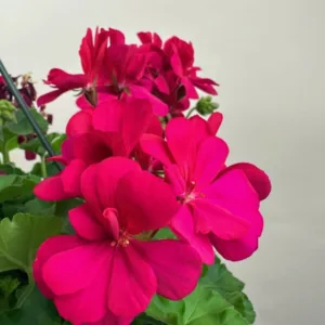 Geranium Hanging Basket