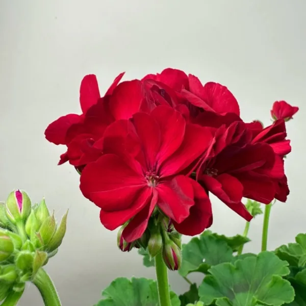 Geranium Hanging Basket - Image 5