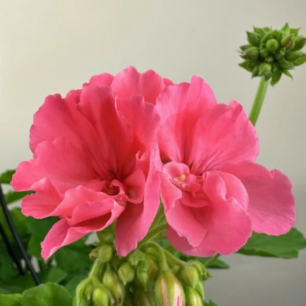 Geranium Hanging Basket - Image 6