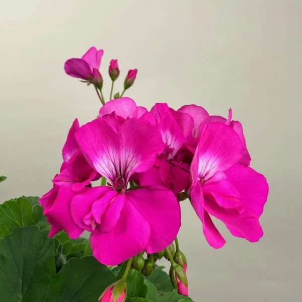 Geranium Hanging Basket - Image 7
