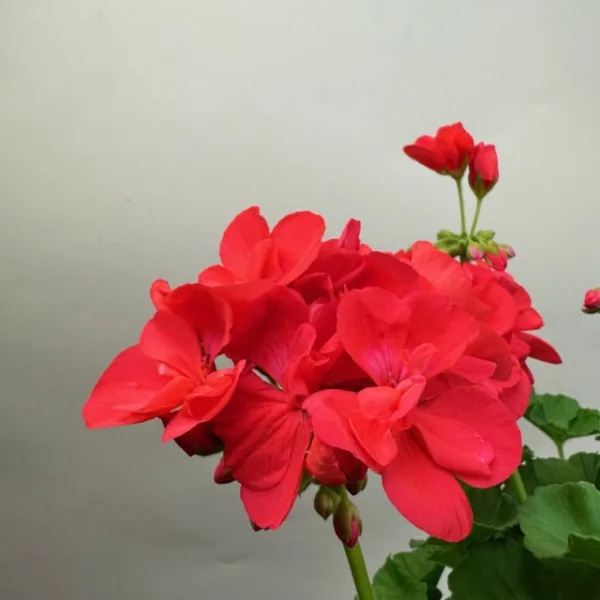 Geranium Hanging Basket - Image 8