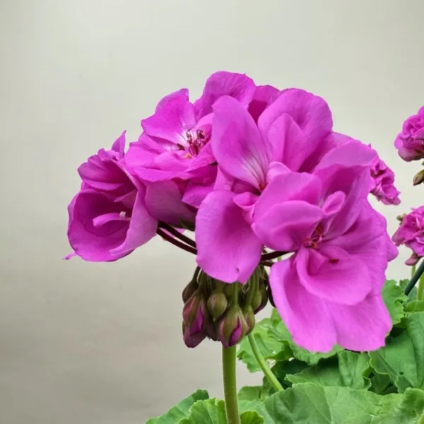 Geranium Hanging Basket - Image 9
