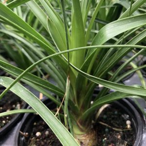 Ponytail Palm