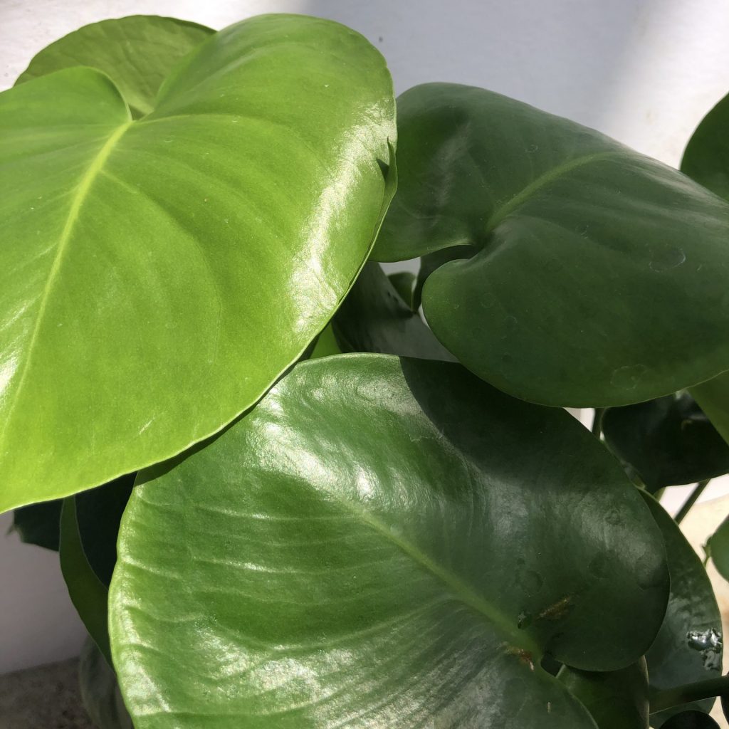 monstera-deliciosa-uncle-john-s-home-garden