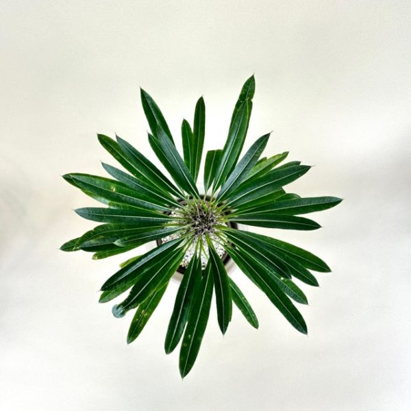 Madagascar Palm - Image 3