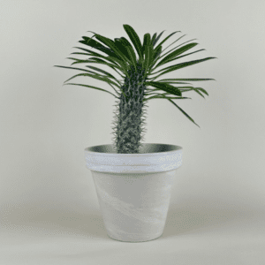 Madagascar Palm