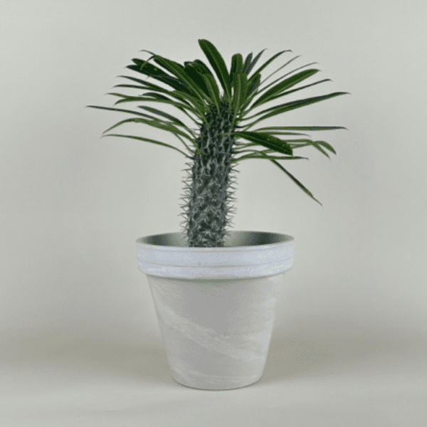 Madagascar Palm