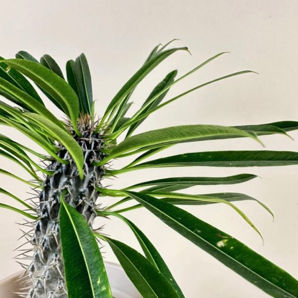 Madagascar Palm - Image 2