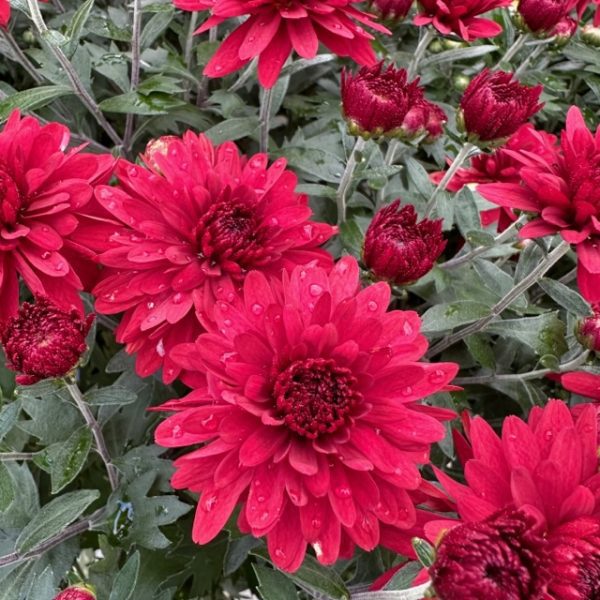 Mums (Hardy) -- 10" Hanging Basket - Image 4
