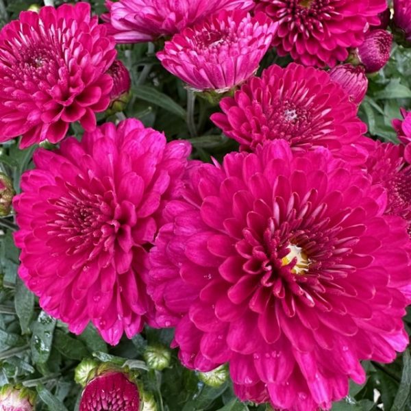 Mums (Hardy) -- 10" Hanging Basket - Image 3